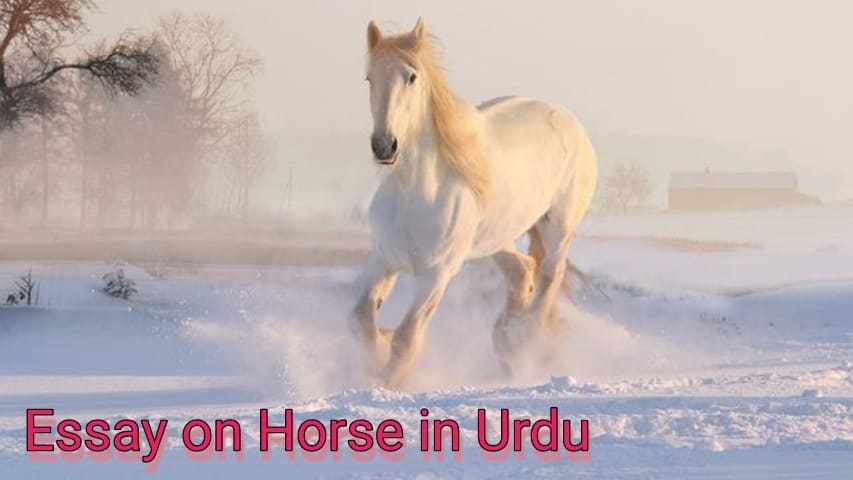 Essay on Horse in Urdu