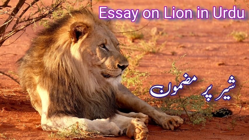 Essay on Lion in Urdu